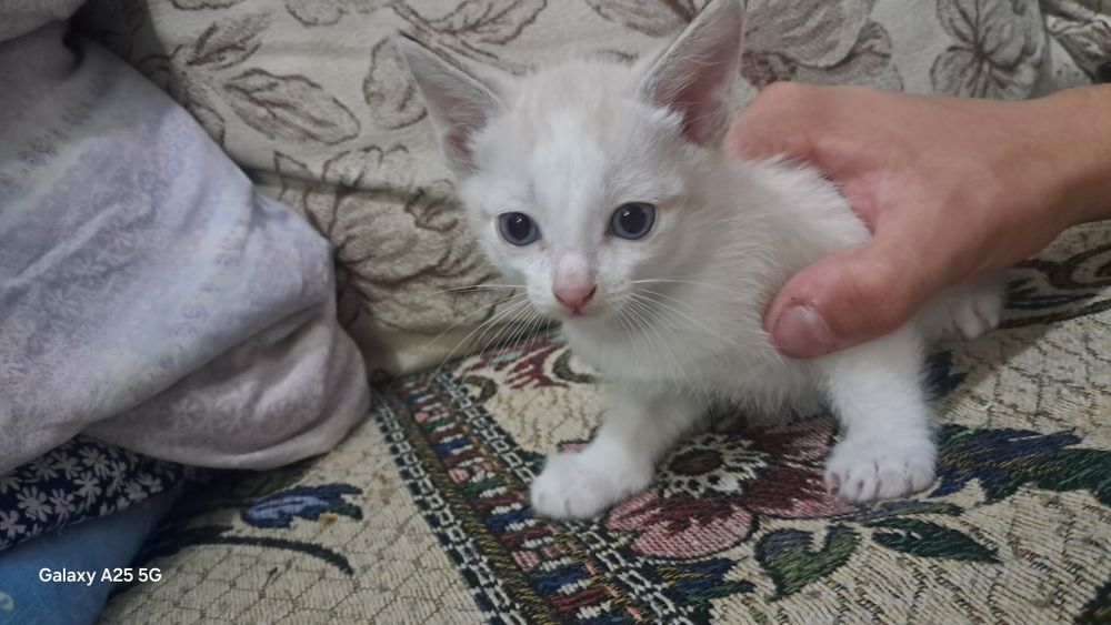 Отдам сиамских котят в добрые руки