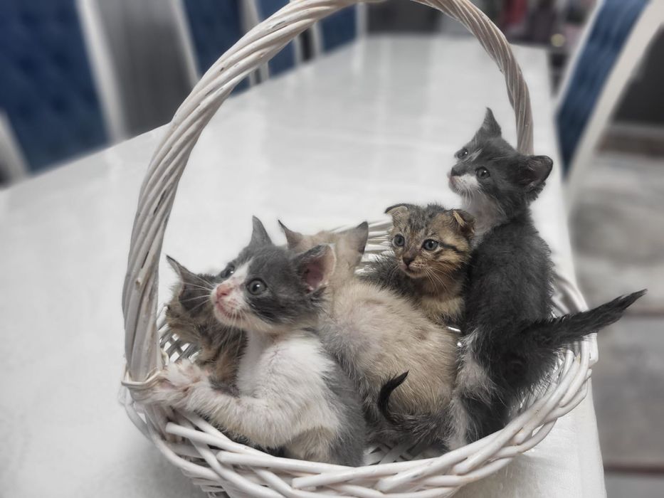 Отдам котят в хорошие руки