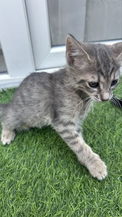Pisicuti spre donatie