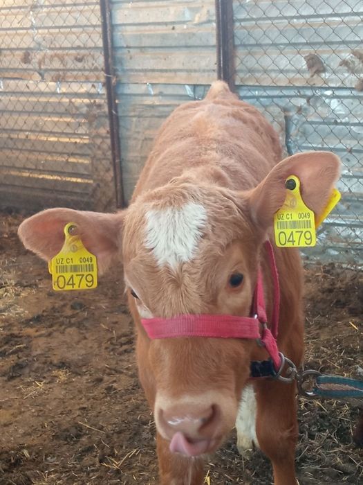 Zotli sigir va bola sotilaci