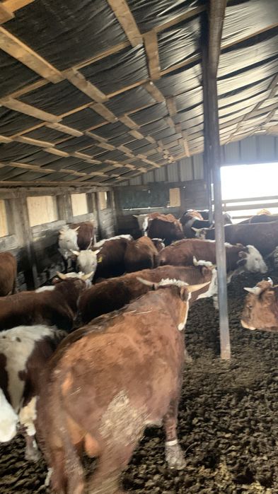 Продам Бычков с откорма 40 голов