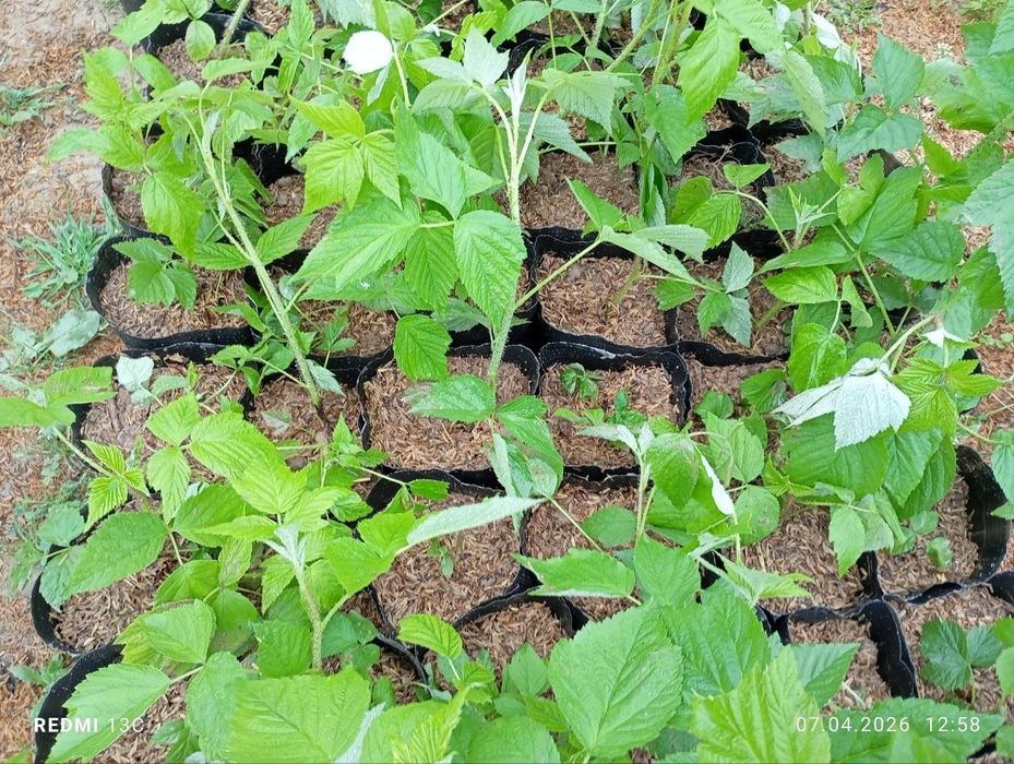 Malina ko‘chatlari Delniwa paketda | Ekishga tayyor