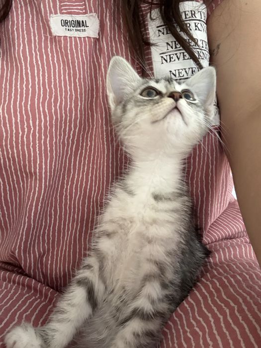 Котенок 3 месяца