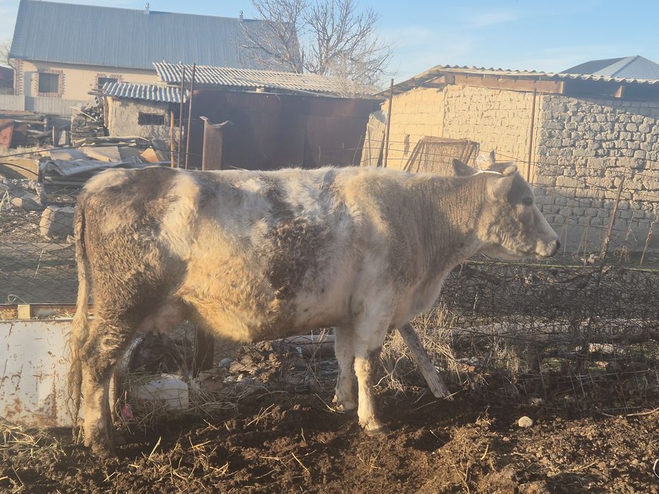 Корова . Бузаулы сиыр