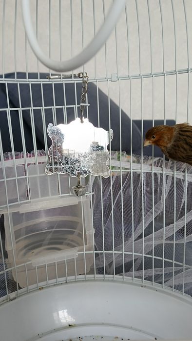 Канарейка поющий самец