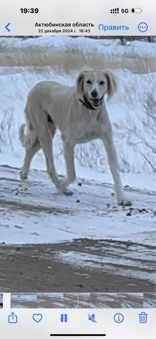 пропала тазы, тазы жоғалды