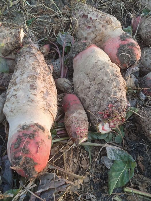 Sutli sigirlar uchun karmavoy lavlagi