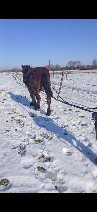 Disponibil manz de 8 luni armăsar