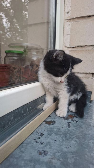 Котенок ждет свою семью!