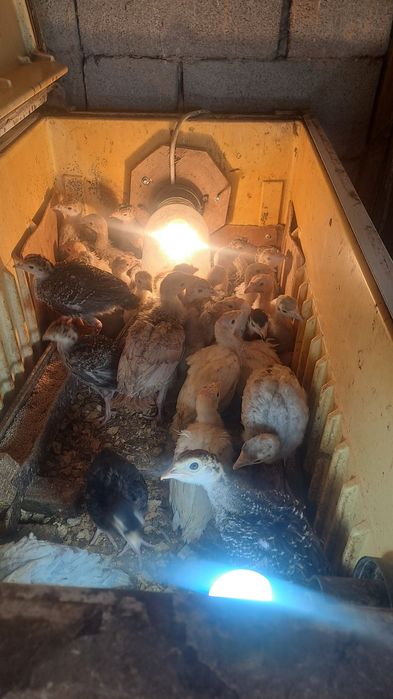 Индюшата гибридные