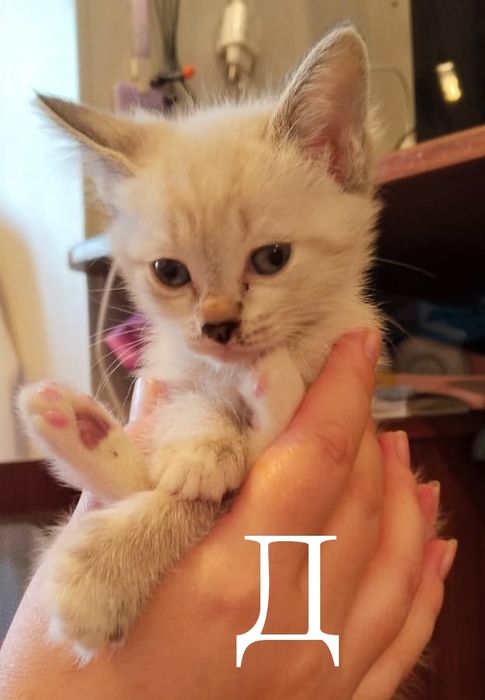 Отдам котенка  бесплатно
