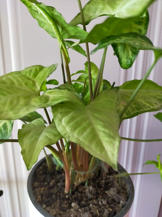 Комнатные растения продам