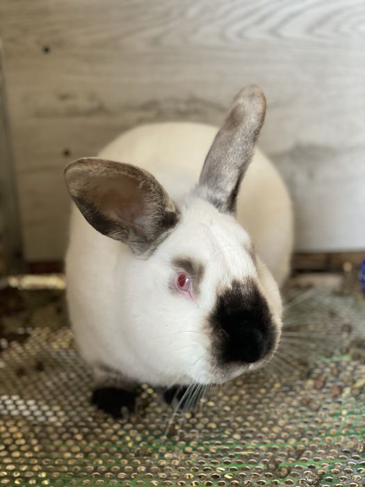 Продаются Калифорнийские кролики