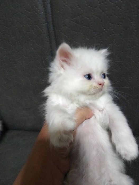 Продаются породистые котята 3 штуки