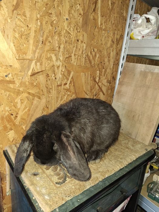 Vând iepuri berbec german