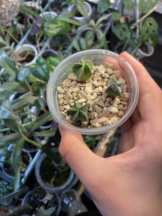 Комнатные растения