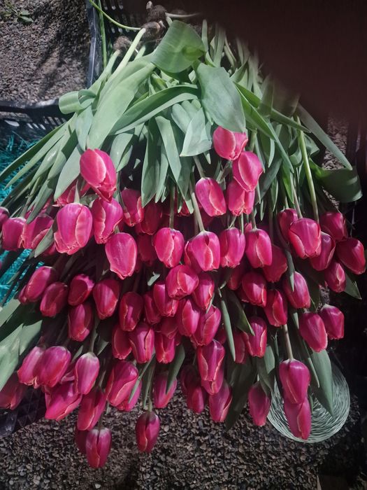 Тюльпаны крупные оптом