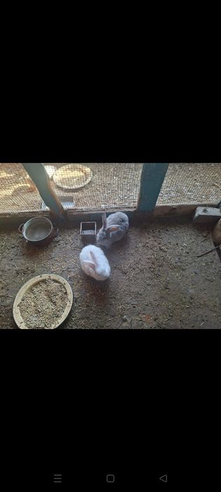 Крольчата великаны и Крол самец