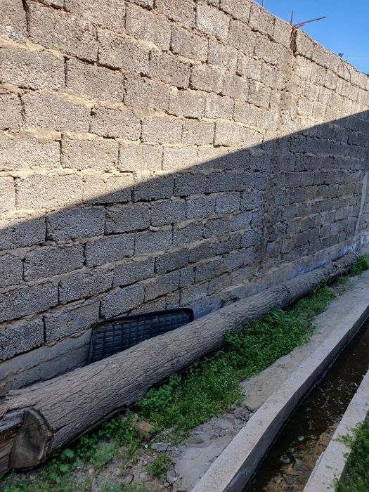 Терак ховлидан кесилган