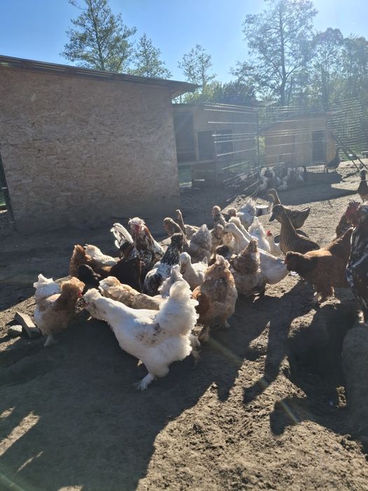 Oua incubat  motate și oua verzi