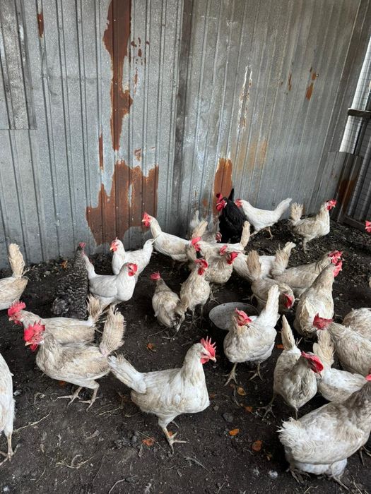 Куры несушки молодые