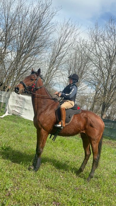 Vând iapa pur sange englez 7 ani cu acte și pedigri