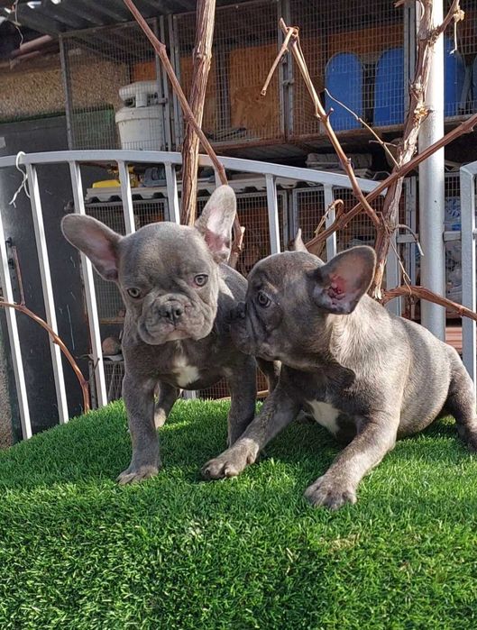 Красивые французики