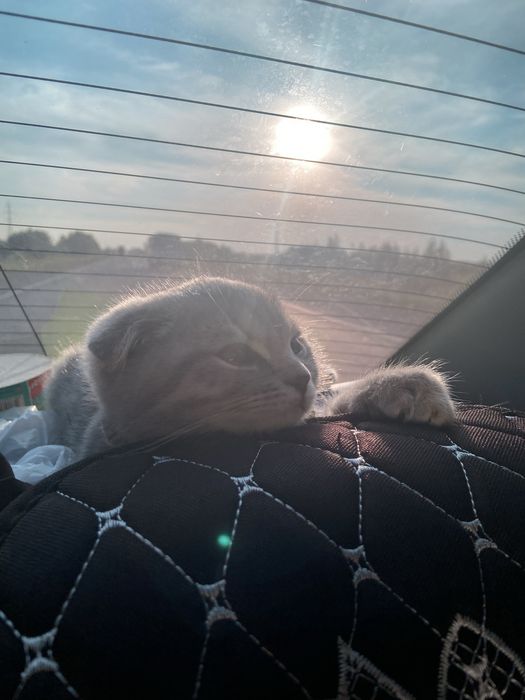Кот отдам за шакаладку