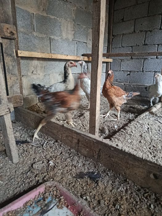 Срочно продам куры и петух