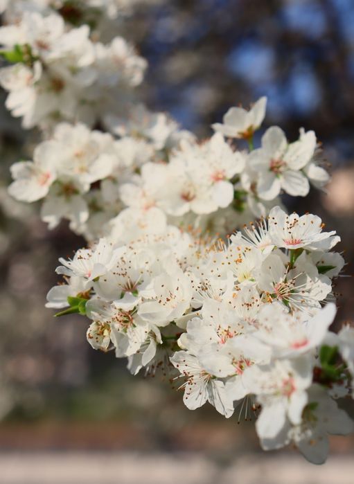 Canon EOS 850d kit +Zenitar 50mm f1.9