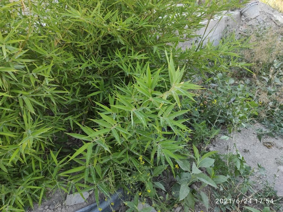 Продам саженцы бамбука