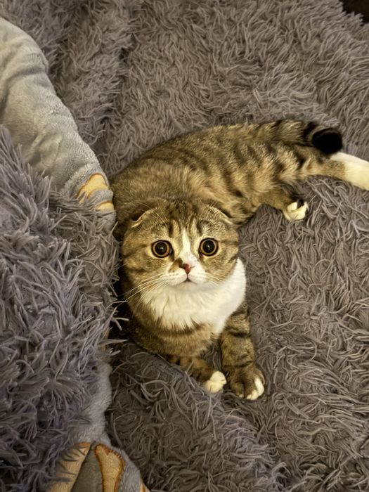 Вязка .. дла брачного знакомства