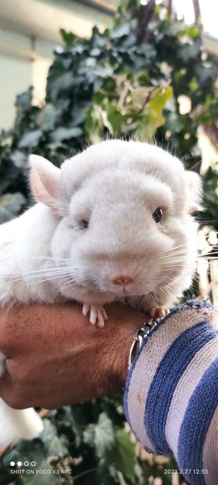 Шиншилла экзотическая