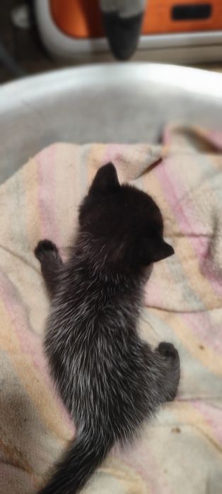 Отдам бесплатно котенка, девочка