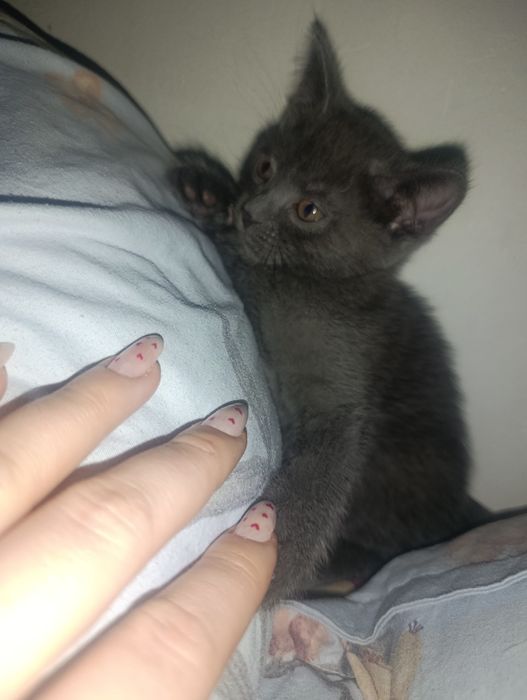 Отдам пушистика  в верные руки