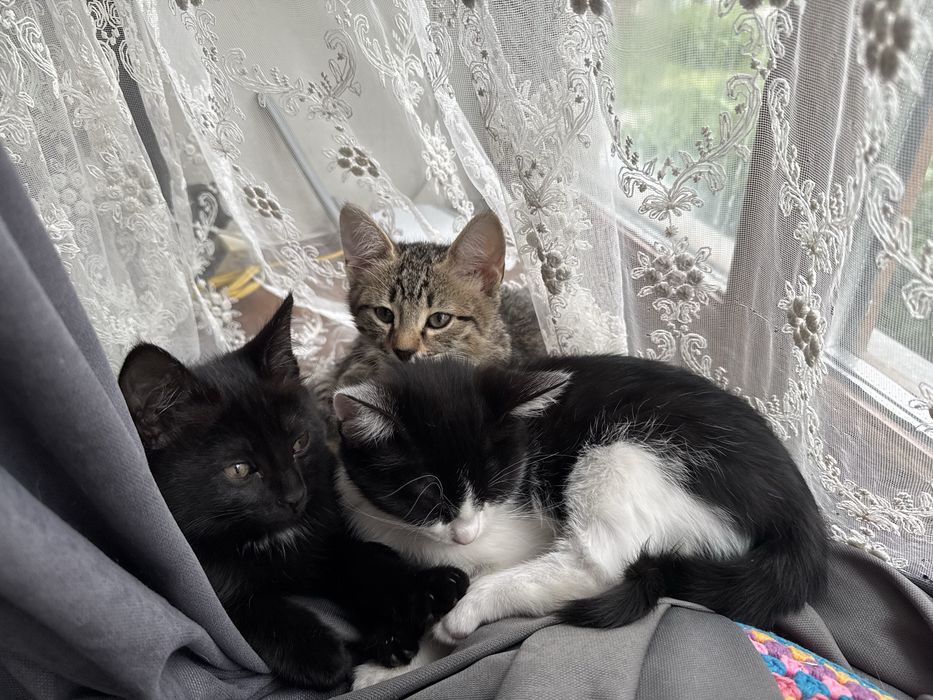 Отдам котят в хорошие руки