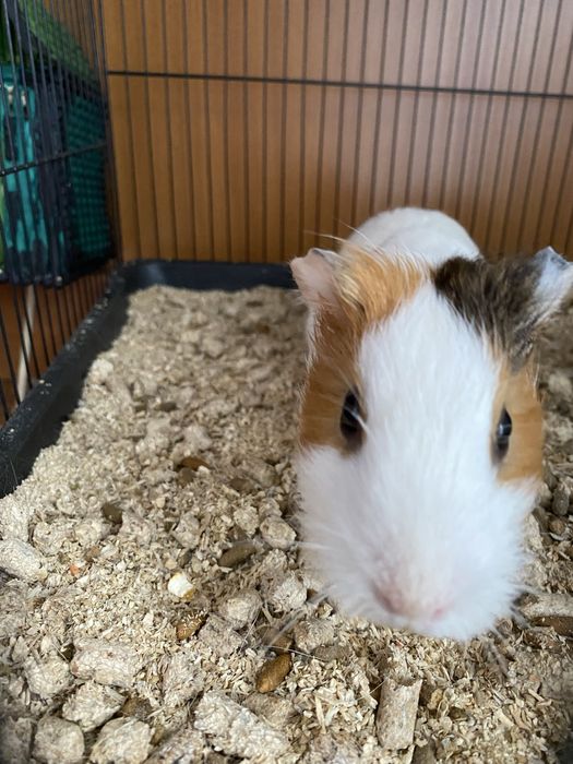 Продам Морскую Свинку Мальчик