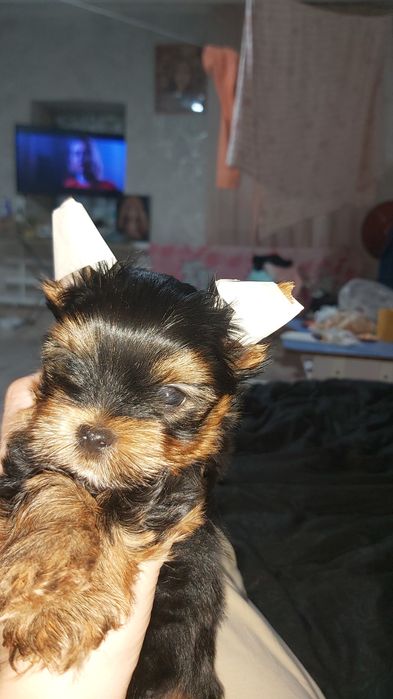 Щенки йокширский терьер