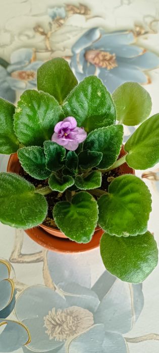 Комнатные цветы, разные