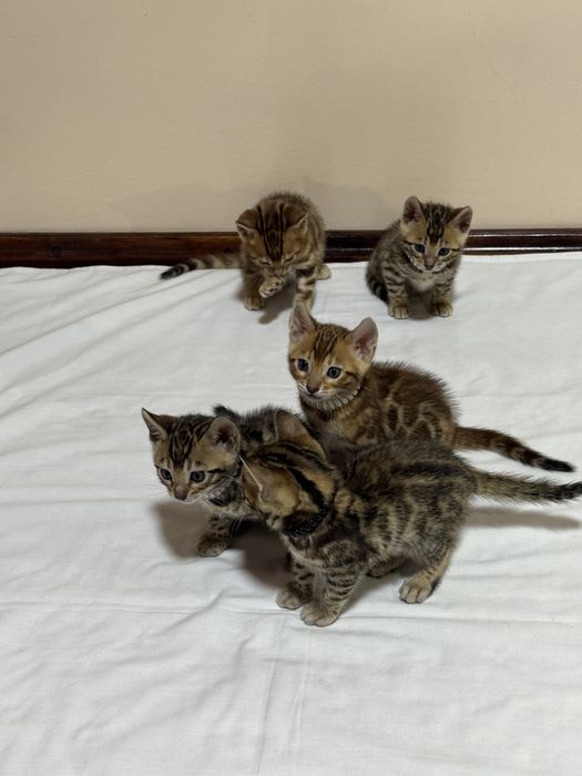 Бенгальская кошка