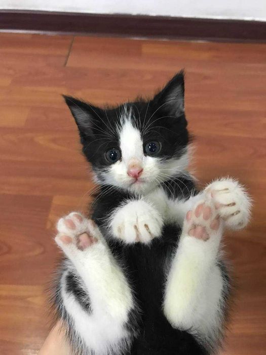 Котята в хорошие руки