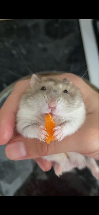 Хоми ищет добрые ручки