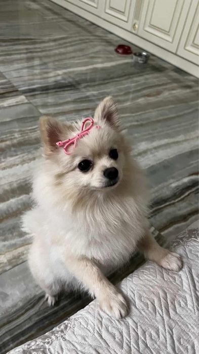 Продаётся померанский шпиц, 1,5 года