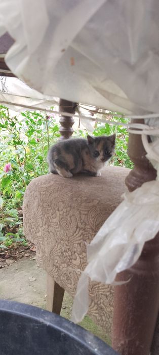 Малки котета 2 броя