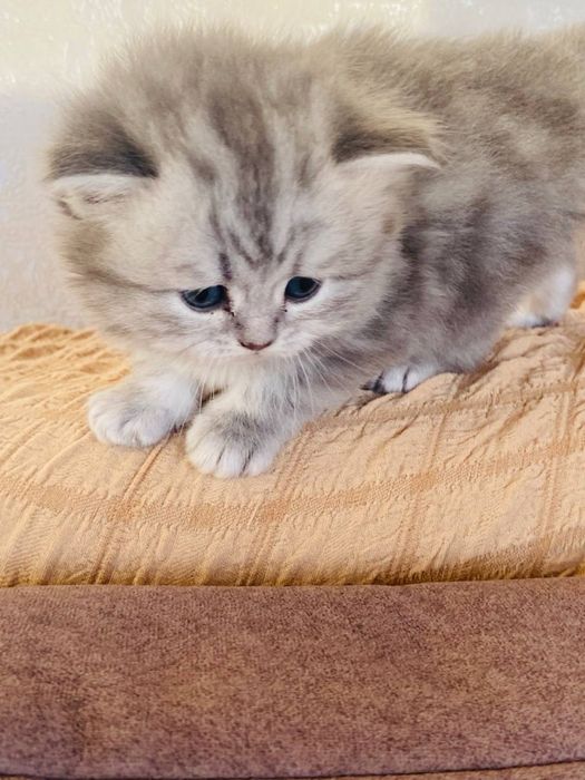 Продам Котята шотландские вислоухие