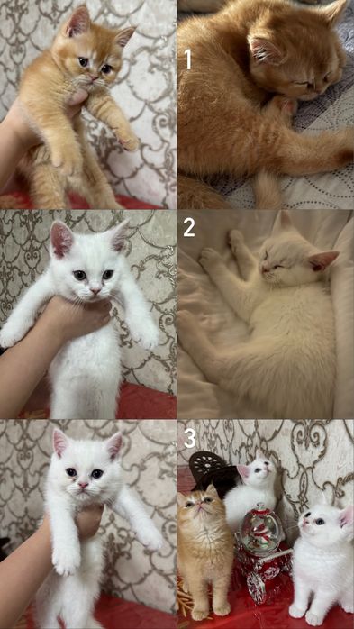 Котята пародистые Scottish Straight