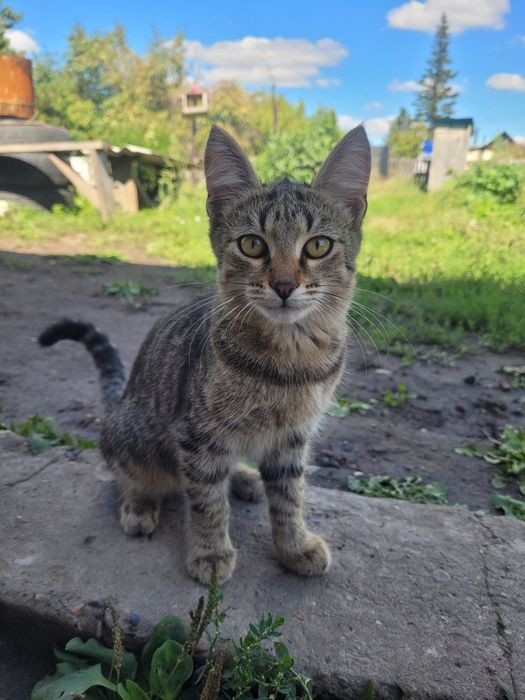 Отдам котенка пол года,мальчик