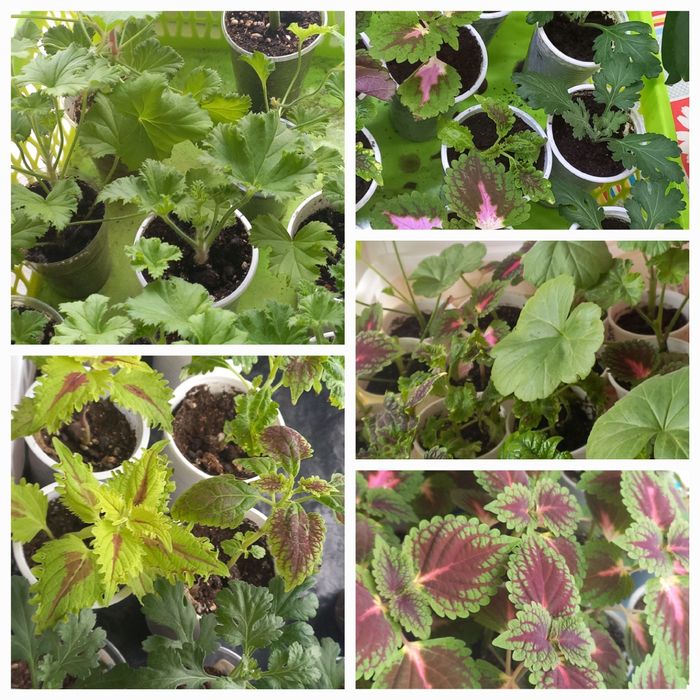 Черенки пеларгонии, колеусов и хризантем.