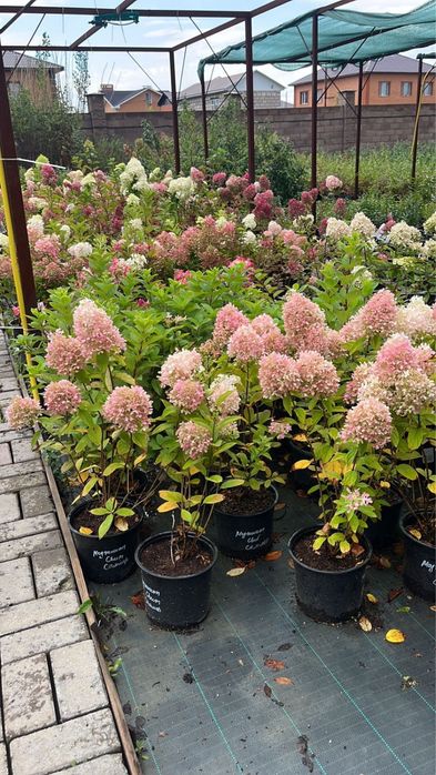 Широкий ассортимент расстений г Астана