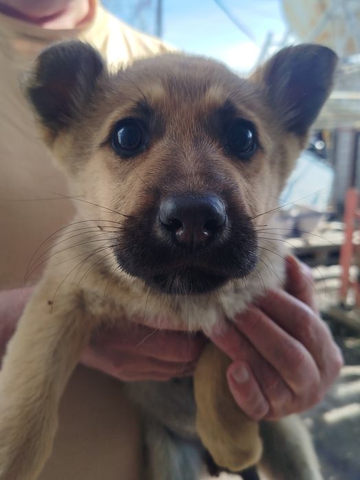 Щенки немецкой овчарки девочки